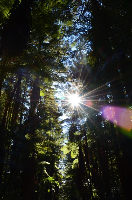 2017-03 New Zealand/Red Woods/DSC_0164.JPG